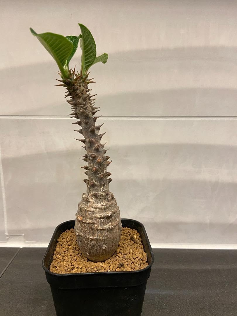 パキポディウム ウィンゾリー 実生4年目 多頭