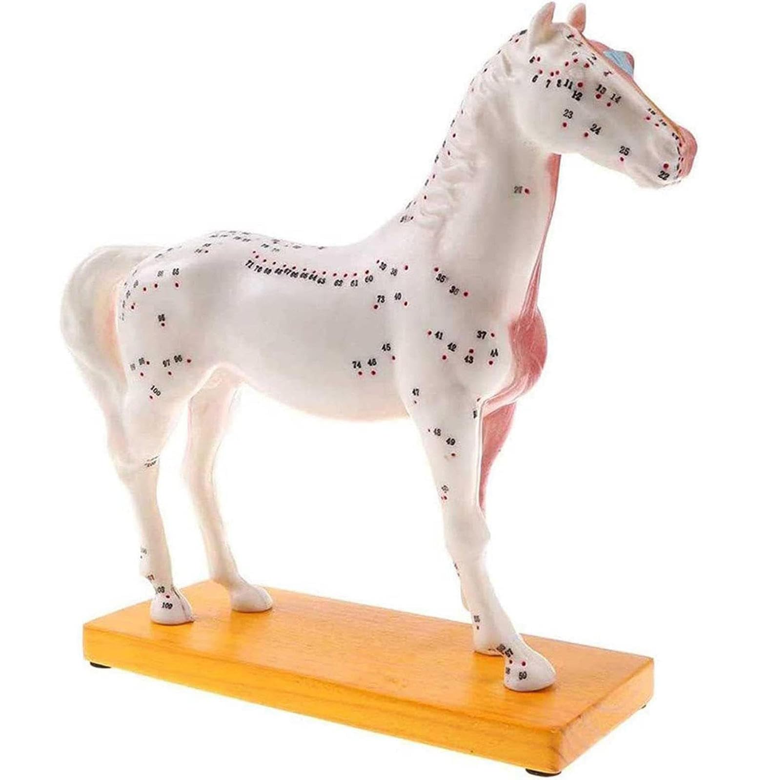 Modello agopuntura Cavallo, Modello agopuntura dei Punti degli Animali, Modello Cavallo con 114 Punti agopuntura Attrezzature didattiche Scolastiche, Materiale didattico Laboratorio, Modello didatt