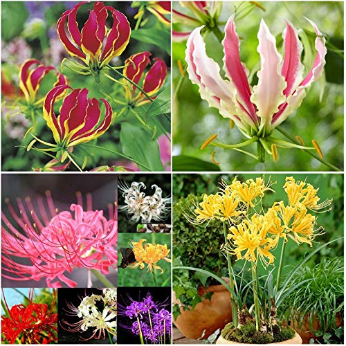 FernsFly� IMP. Combo Pack Gloriosa Lily Flower Bulbs + Lycoris Lily Flower Bulbs Combo Aromatic Flower Bulbs Pack Home Outdoor Gardening Flowers Blooming pack of 1 (1 Gloriosa Lily + 1 Lycoris Lily)
