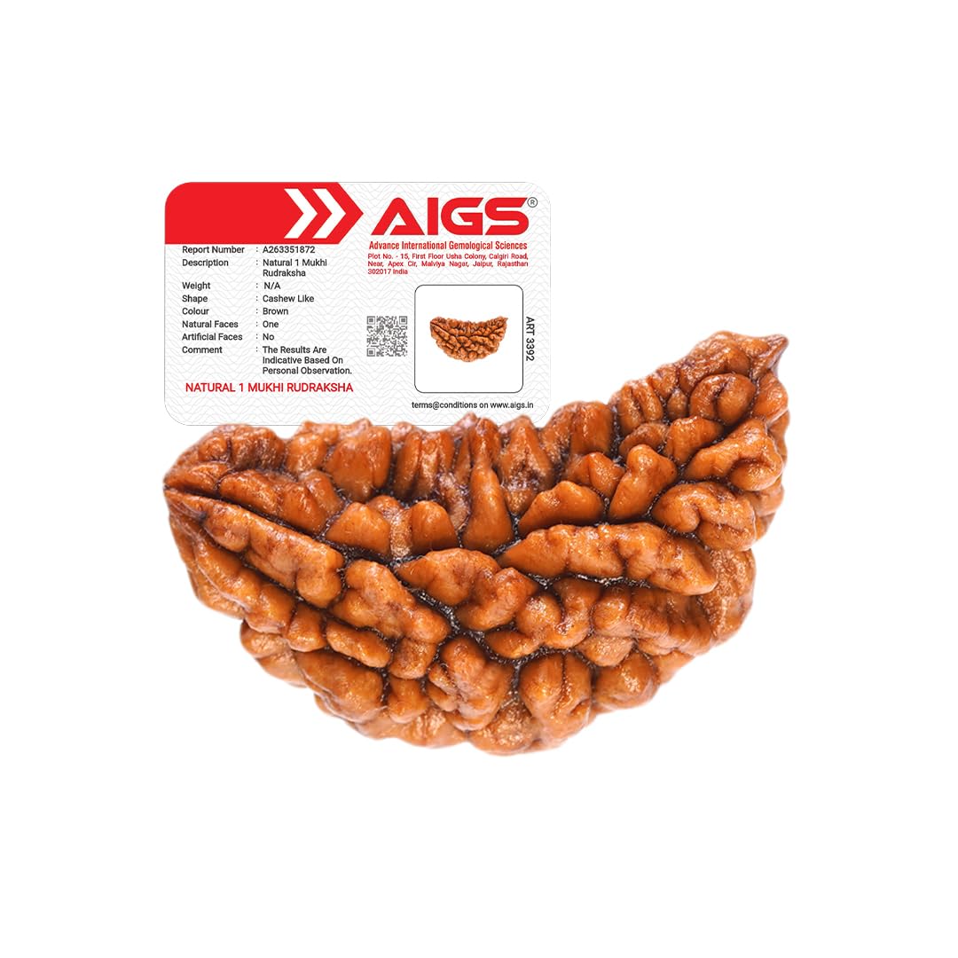 4 Mukhi Rudraksha - Nepal Origin | Wisdom & Communication -18 4 Mukhi Rudraksha - Nepal Origin | Wisdom & Communication -18