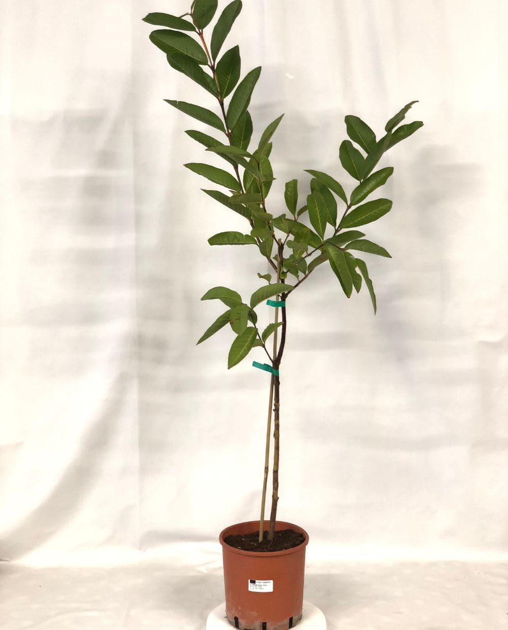 Pianta di GUAVA ROSA ‘Frutto Grande’ Psidium Guajava - in vaso Ø 18 cm – h. 80/100 cm