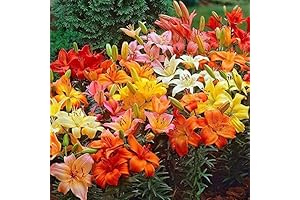 Tango Lily Bulbs for Planting: A Symphony of Vibrant Hues for Your Garden Canvas