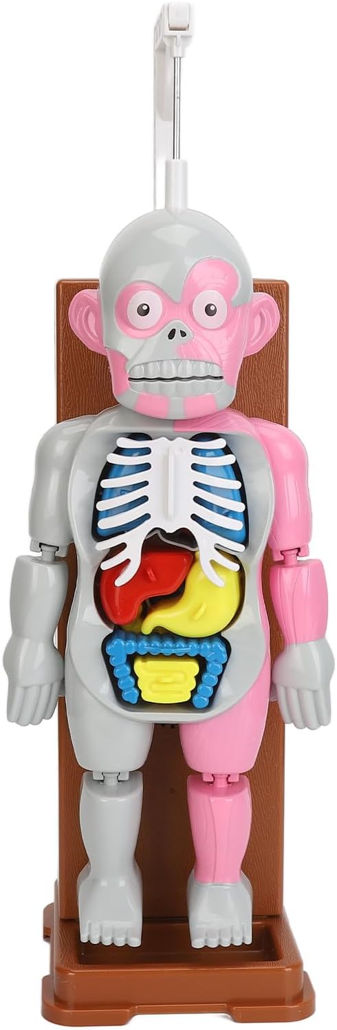 Human Body Anatomy Toy, Educational Interactive Model with Spooky Sound and Shaking Effects, for Kids Aged 6 Years and Up