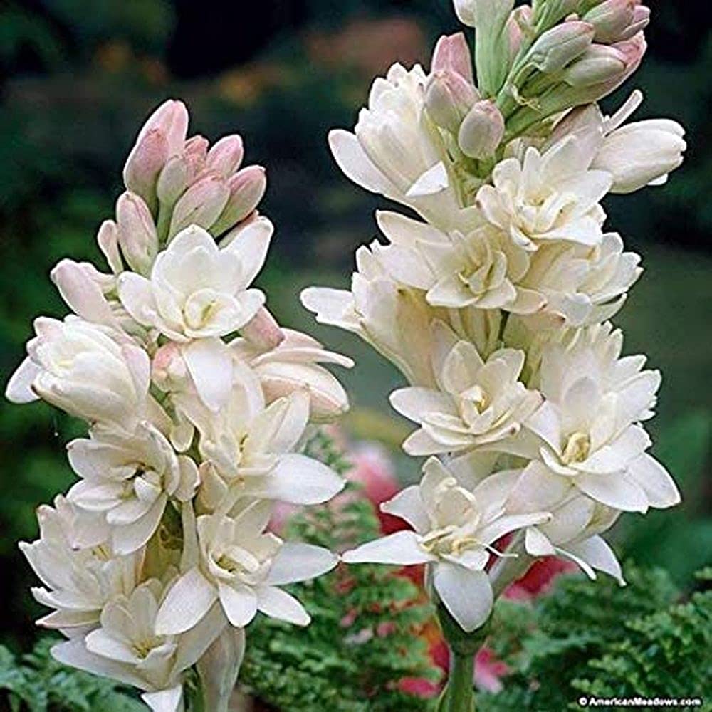 LIVE GREEN Tuberose/Rajnigandha Flower Bulbs Double Petal Aromatic Flower Bulbs For Home Garden Suitable All Climate (Pack Of 20 Bulbs) (B0995H98V7) Amazon Price History, Amazon Price Tracker