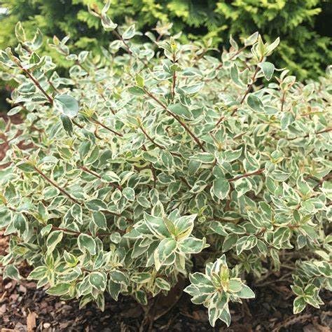 Radiance Abelia Shrub – Variegated Evergreen Shrub with Fragrant White Flowers – Compact, Low Maintenance Landscape Plant – Live Plant (2 Gallon Plant)