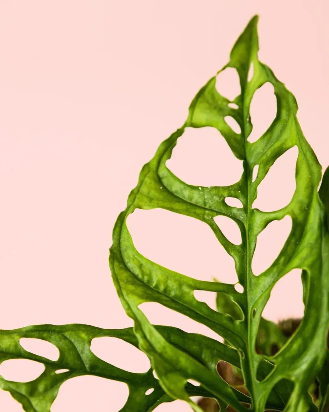 PUR PLANT Monstera obliqua de Perú | Planta natural de interior premium | Maceta de Ø12 cm | Rara y exclusiva, de hojas perforadas