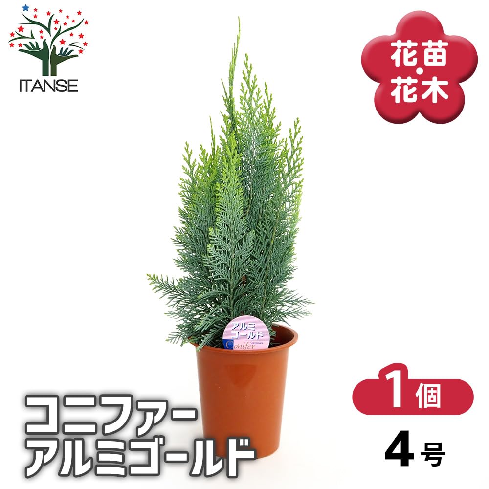 Amazon.co.jp: ITANSE コニファー アルミゴールド 4号 1個売り