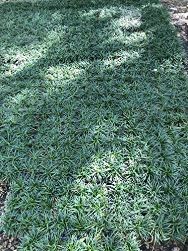 Dwarf Mondo Grass Qty 90 Live Plants Shade Loving Evergreen Ground Cover #TOP3