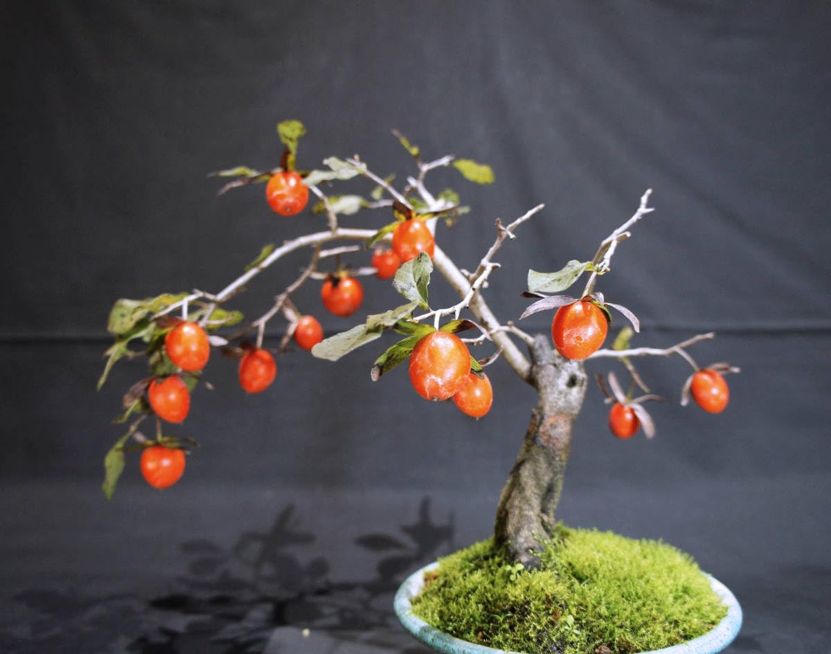 Amazon.co.jp: 柿 ろうや柿 (ロウヤ柿 老爺柿) 盆栽 奥行24cm 横幅27cm