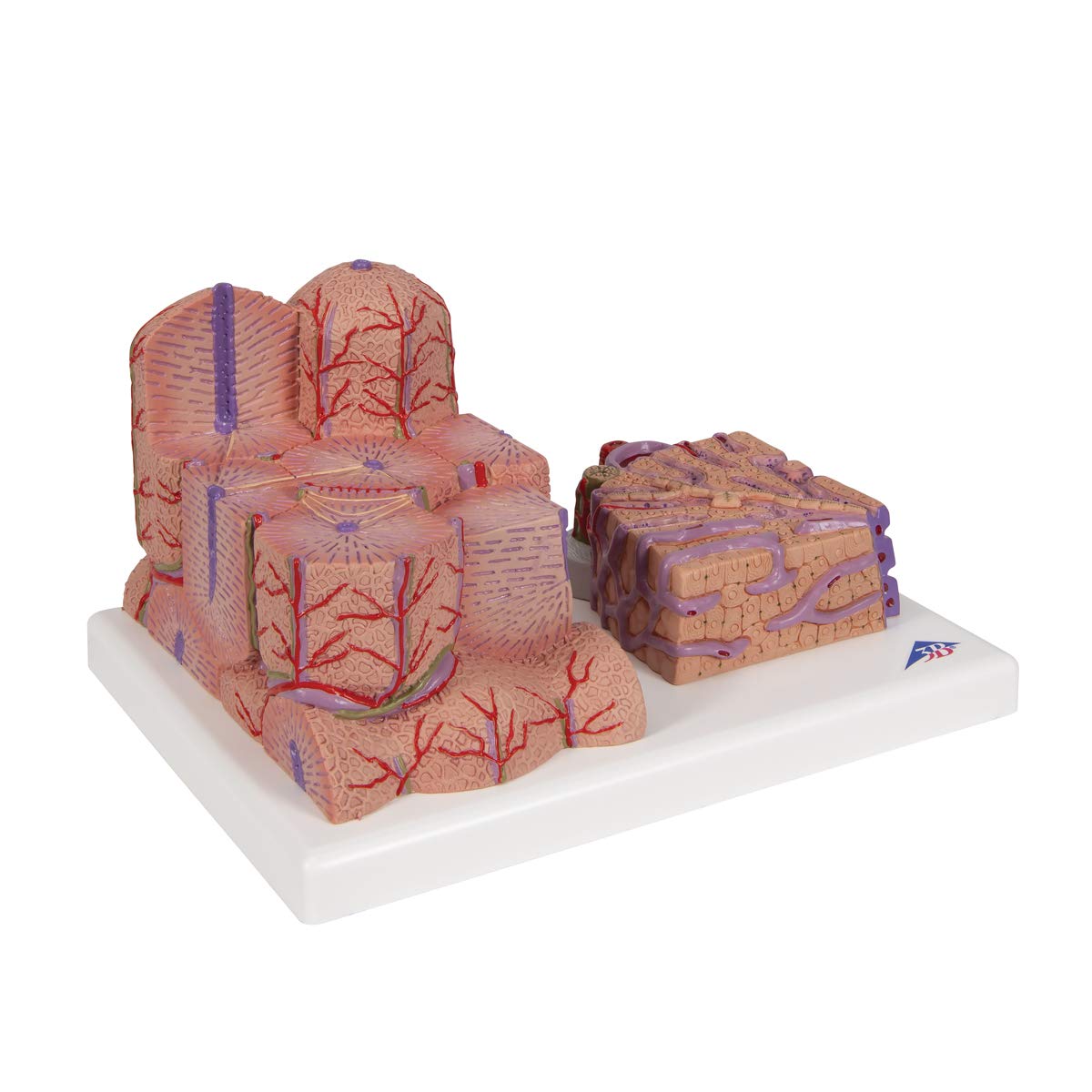 3B Scientific Menschliche Anatomie - 3B MICROanatomy™ Leber + kostenlose Anatomie App - 3B Smart Anatomy
