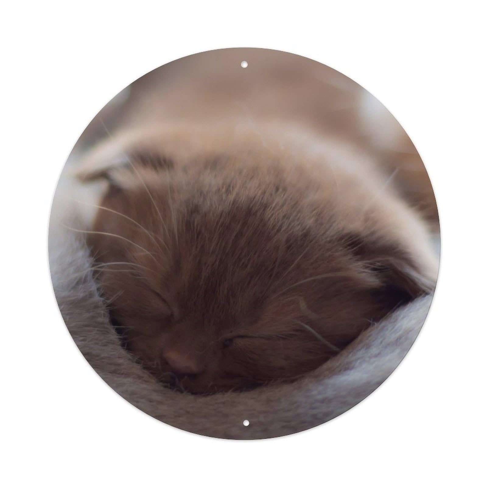 Cwbufd Vintage Style Animal Sleeping British Shorthair Kitten Cozy Pet Soft Fur Warm Light Vintage Metal Tin Sign Plaque Wall Decor For Cafe, Club Bar, Office, Garden Metal Poster 8X8inch