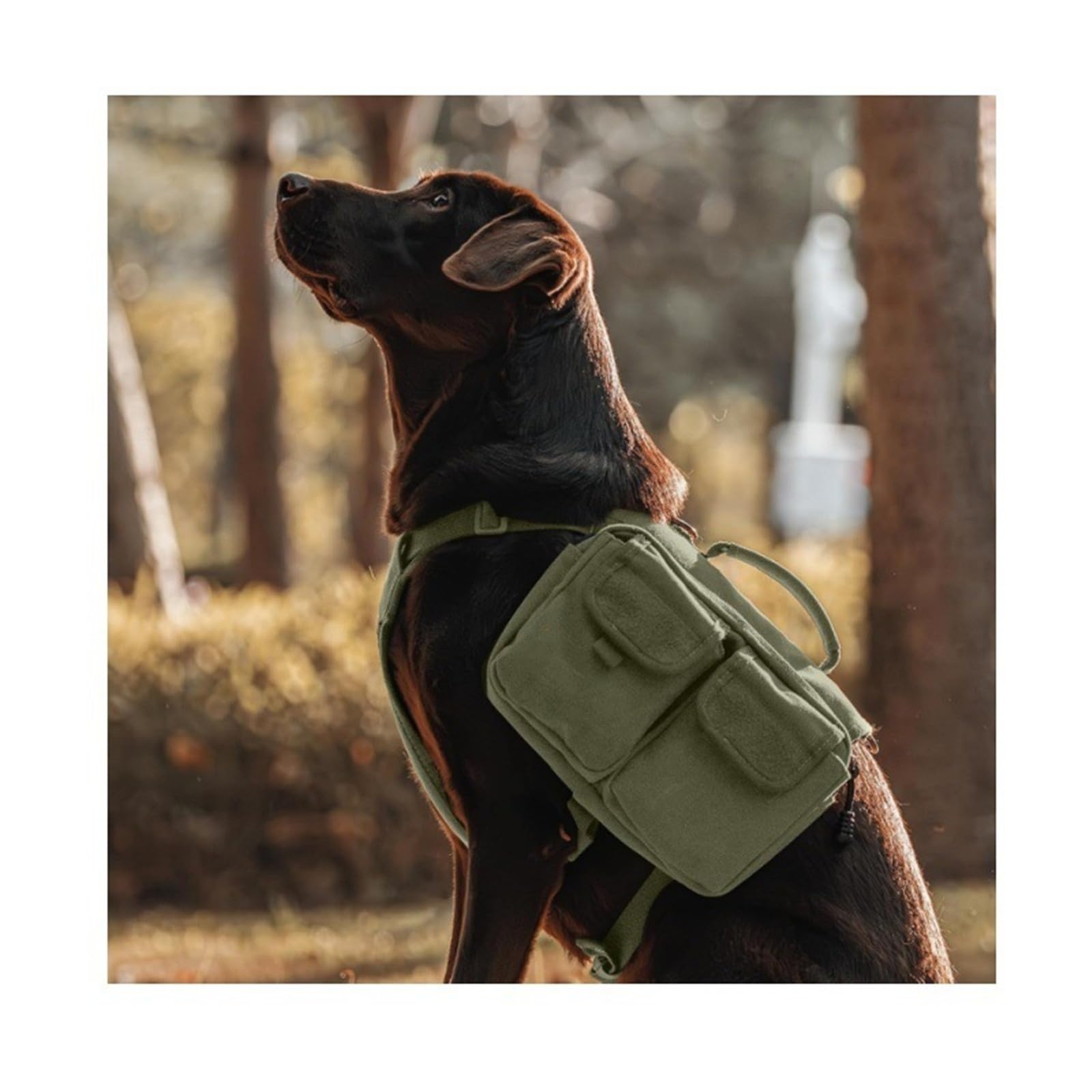 Sac à dos tactique multifonction pour chien pour randonnée en plein air – Sac de randonnée durable avec sangles réglables (vert, M)