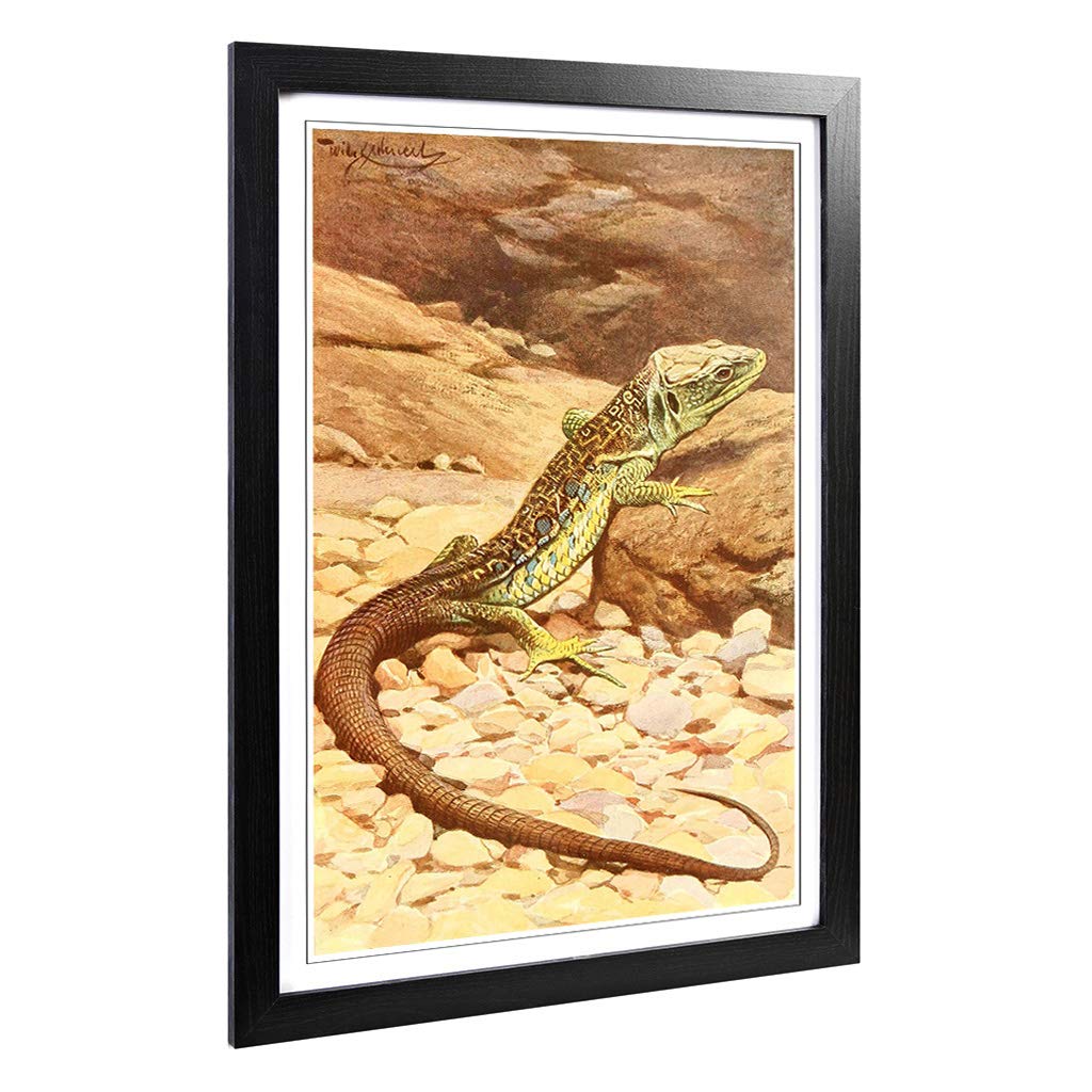 Big Box Art Framed Print of Vintage W Kuhnert Oscellated Lizard Design | Wall Art Picture | Home Decor for Kitchen, Living Room, Bedroom, Hallway, Black, A2 / 24.5x18 Inch / 62x45cm