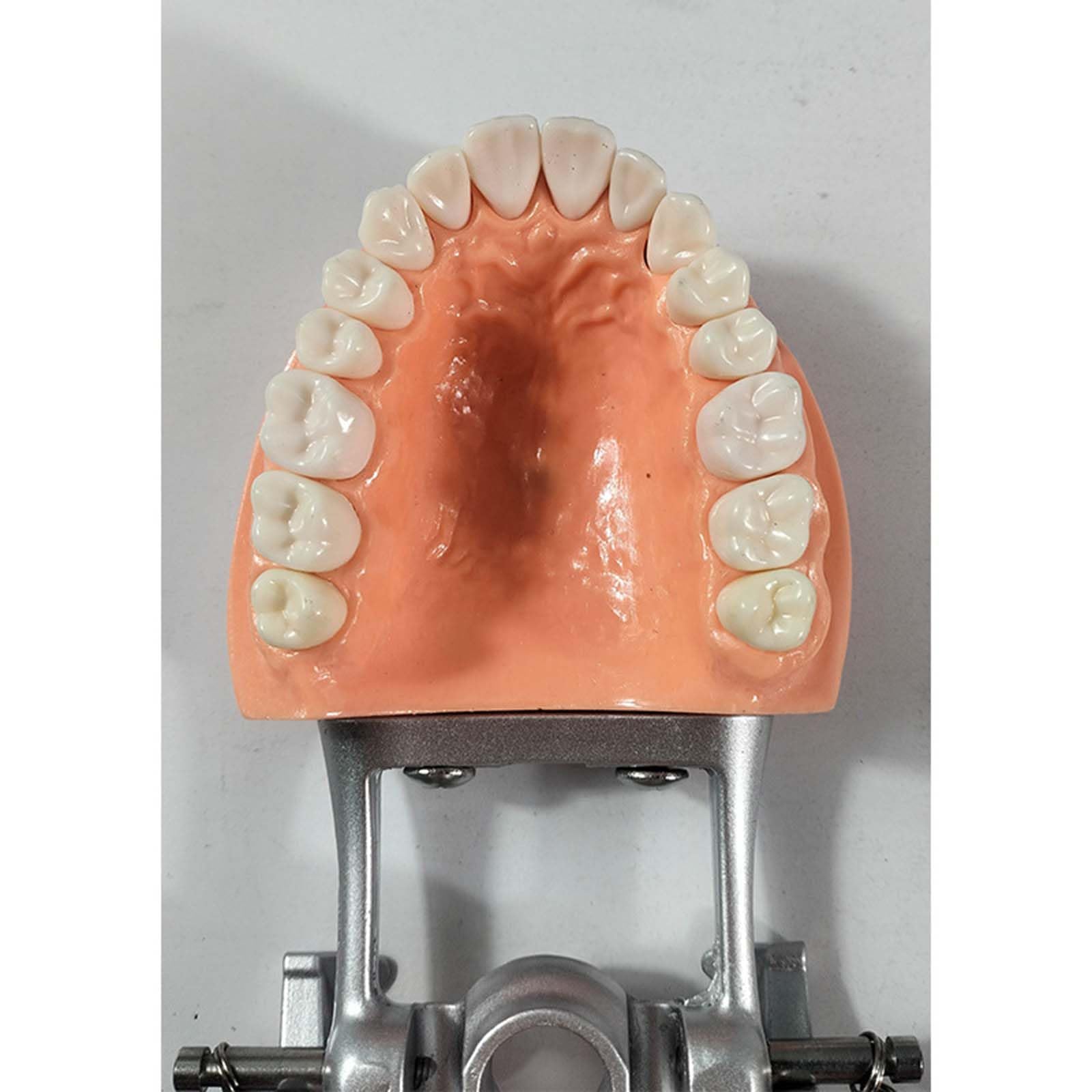 Modèle de préparation Dentaire Amovible Porte-mâchoire gingivale Souple Modèle de préparation de 32 Dents pour la Pratique des implants dentaires