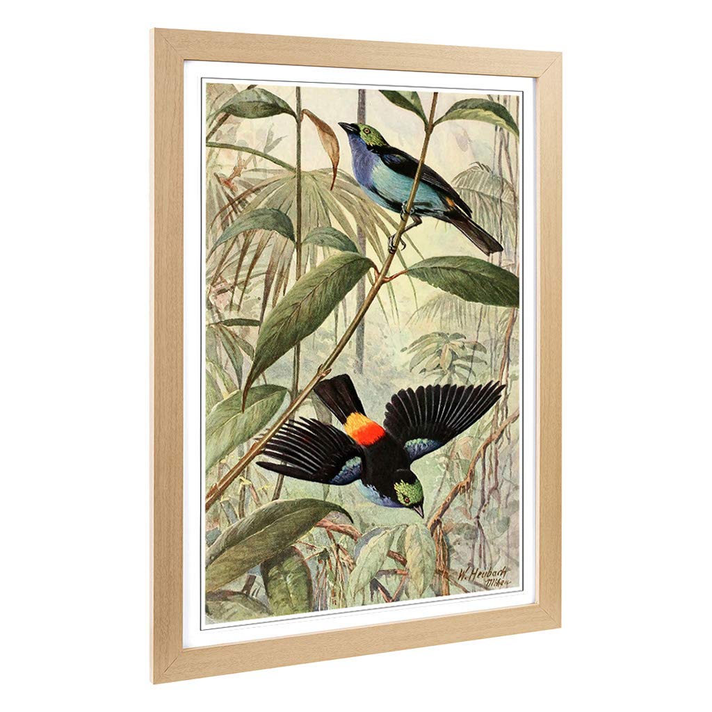 Big Box Art Framed Print of Vintage Walter Heubach Paradise Tanager Design | Wall Art Picture | Home Decor for Kitchen, Living Room, Bedroom, Hallway, Oak, A2 / 24.5x18 Inch / 62x45cm