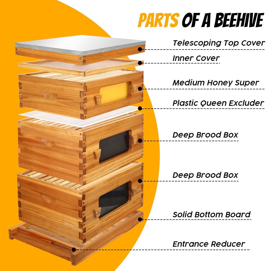 Honey Lake Bee Hive with Windows, 10 Frame Langstroth Complete Beehive Starter Kit Dipped in Beeswax with Beehive Frames and Waxed Foundations (2 Deep Brood Bee Hive Box & 1 Medium Super Bee Box) - Image 6