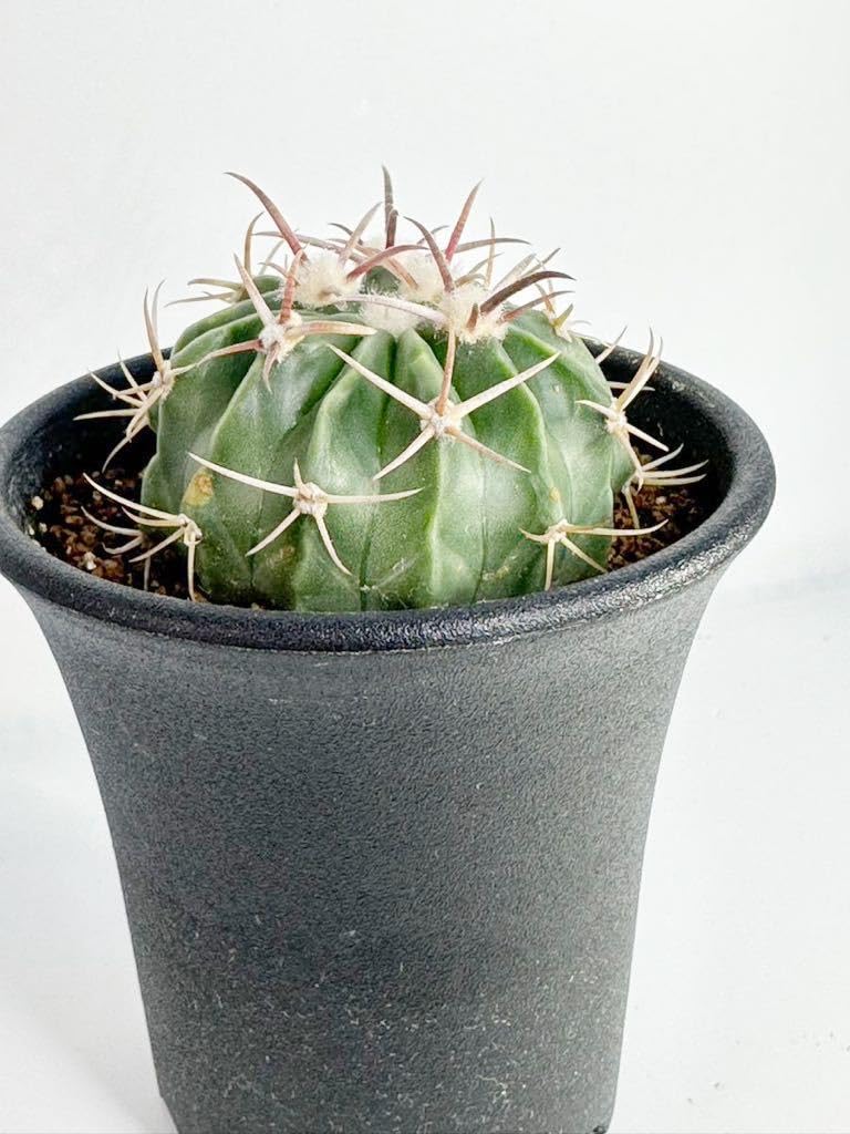 Amazon.co.jp: Echinocactus texensis エキノカクタス 綾波