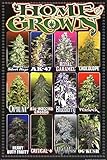 Home Grown - Pot Marijuana Strains Poster 24 x 36in