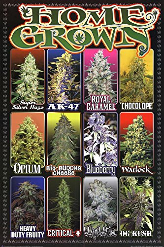 Home Grown - Pot Marijuana Strains Poster 24 x 36in