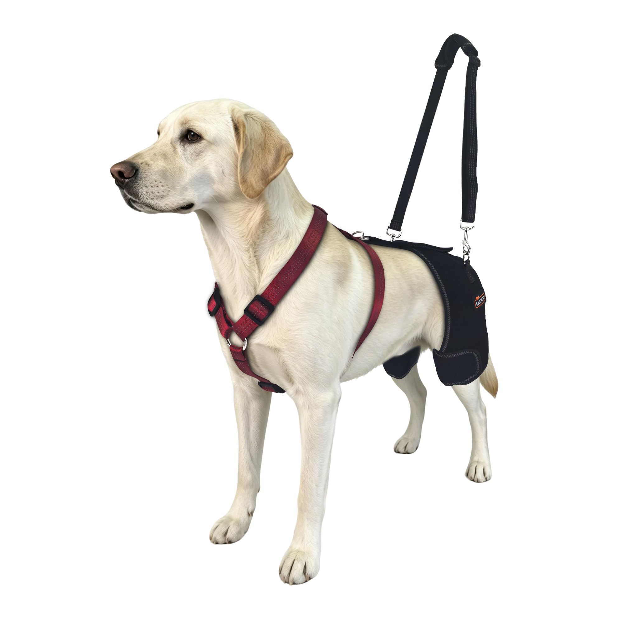 LISPOO Dog Hip Support Brace for Hip dysplasia,Hip Pain, Dog Hip Brace Support for Luxating Pattela,Hip Brace for Dogs Warm Hip Joint and Relieve Pain,Dog Hip Dysplasia Brace(XXL) โ image 1