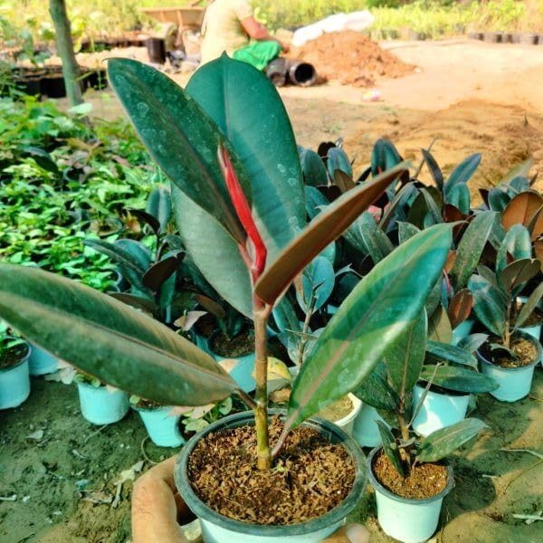 Image of Live Rubber Plant (Ficus elastica) - Air Purifying Indoor Houseplant, Elegant Dark Green Leaves, 1 Healthy Sapling in Paper bag | Easy Care | Home & Office Decor inch