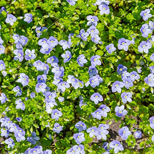 Outsidepride Creeping Speedwell Veronica Seeds for Planting - 250 Pcs Perennial, Easy to Care Ground Cover Seeds with Compact Growth for Flower Garden Beds, Rock Gardens, & Between Stepping Stones Outsidepride Creeping Speedwell Veronica Seeds for Planting - 250 Pcs Perennial, Easy to Care Ground Cover Seeds with Compact Growth for Flower Garden Beds, Rock Gardens, & Between Stepping Stones