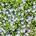 Outsidepride Creeping Speedwell - 1000 Seeds