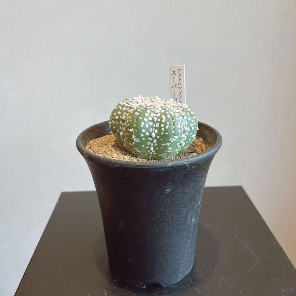 Amazon.co.jp: 多肉植物 アストロフィツム スーパーカブト 兜 約3号