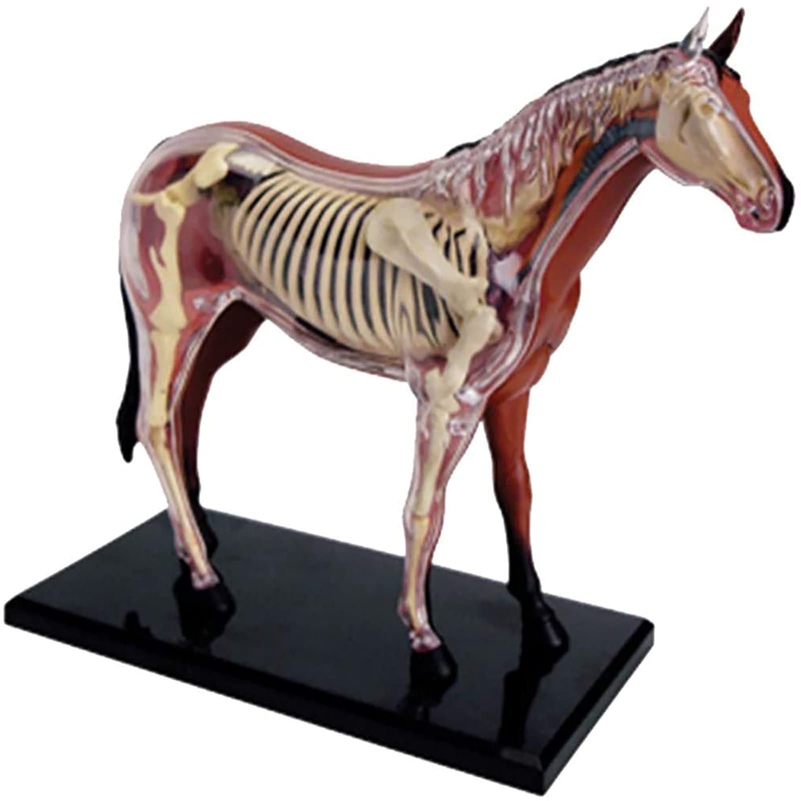 FKTHYO 4D Horse Anatomy Model Kits with 26 Acupuncture Points - 4D Horse Acupuncture DIY Animal Anatomy Kit - Teaching Tool Lab Supplies Skeleton Model