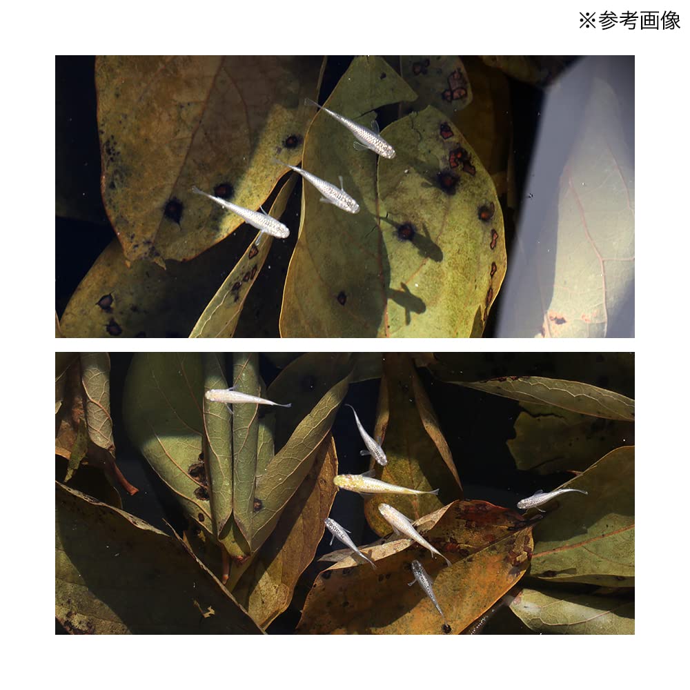 半田めだか　柿の葉 Don't expect much from persimmon leaves [medaka] - YouTube