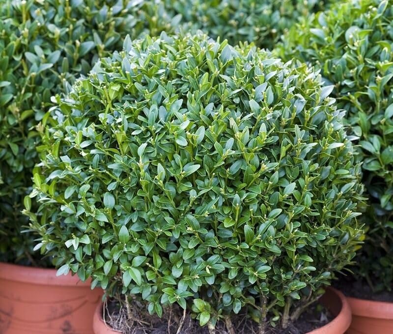BLOOM & GROW COMMON BOX LIVE PLANT - BUXUS SEMPERVIRENS