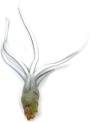 Miniatura 9 de Bulbosa - Planta de aire, planta de aire vivo de Guatemala Tillandsia, llegada saludable garantizada, gran planta de interior, decoración del hogar
