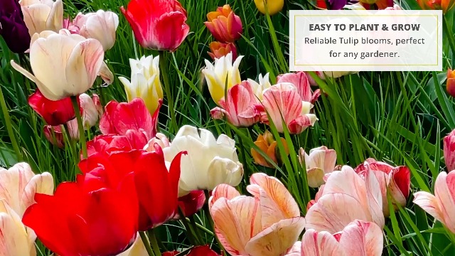 Amazon.com : 100 Darwin Tulip Mix Flower Bulb Box with Easy Carry