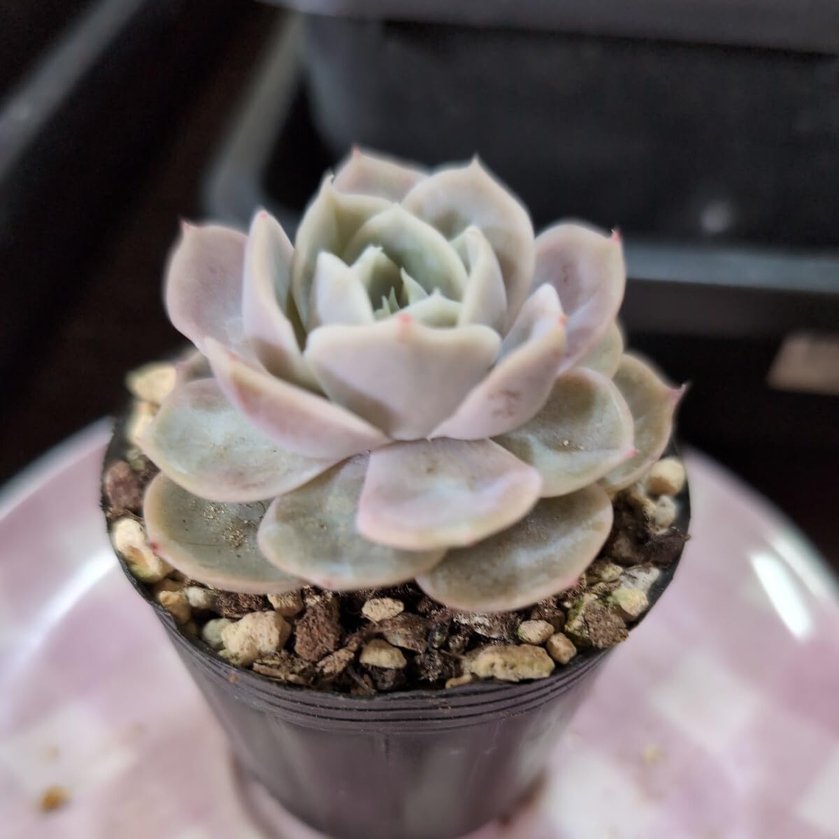 Amazon.co.jp: 多肉植物 8 エケベリア ブルーサプライズ 383 : ホーム
