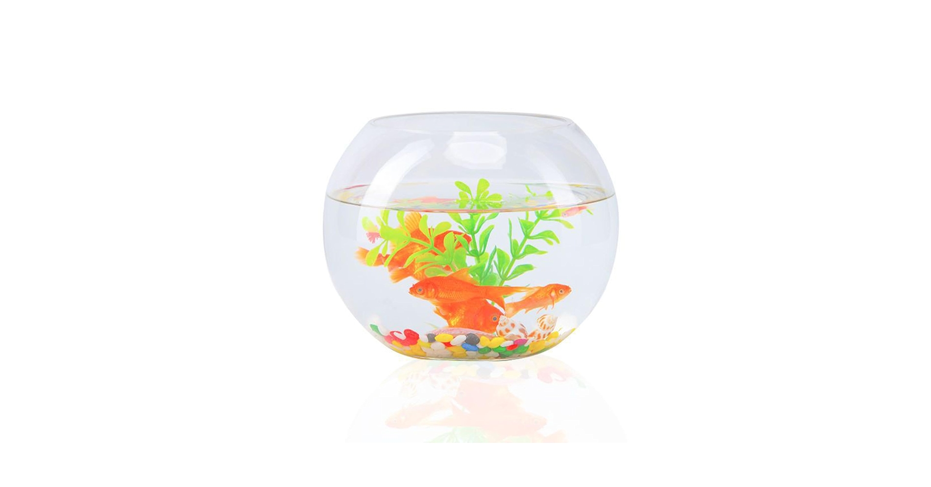 Amazon | 透明 金魚水槽 ガラス 金魚鉢 御洒落 小型 金魚水槽