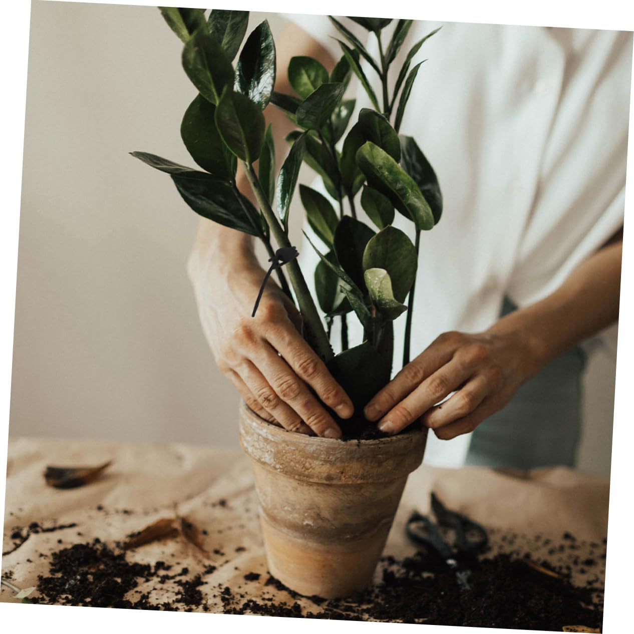 BESPORTBLE 4 Juegos Correas De Jardín Pastoral Poste De La Planta Lazos De Plantas Accesorio De Fijación De Plantas Lazos Reutilizables para Plantas De Jardín Gel De Sílice 20 Piezas * 4
