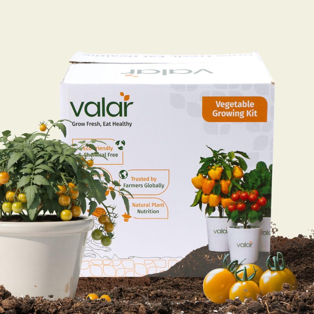 valar yellow cherry tomato growing kit | diy all-in-one home gardening set (pack of 1 - big) | organic seeds +bio- fertilizers+ 24x7 support. (9x9 grow bag)