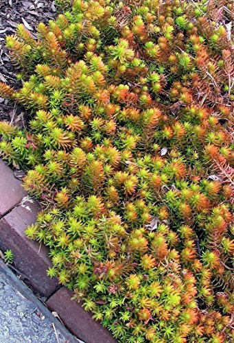 Sedum rupestre,Sedum reflexum,Jenny's stonecrop 500 Seeds,evergreen perennial !