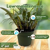 Vista 5 de BubbleBlooms Planta de leopardo Squill de plata, Ledebouria socialis, 4 pulgadas