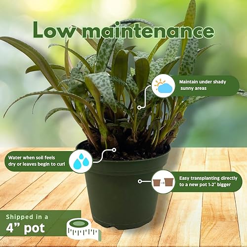 Miniatura 5 de BubbleBlooms Planta de leopardo Squill de plata, Ledebouria socialis, 4 pulgadas