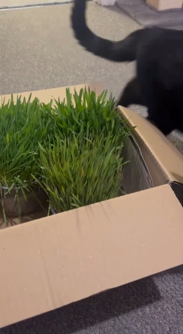 Ready-to-Eat Cat Grass U2013 Fresh Live Plants For Cats, Rabbits, Guinea Pigs & Small Animals | Wheat, Barley, Rye & Oats | Supports Digestion & Immunity