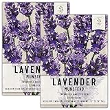 Seed Needs, Munstead Lavender Seeds - 500 Heirloom Seeds for Planting Lavandula angustifolia - Non-GMO & Untreated Fragrant Flowers to Attract Pollinators (2 Packs)