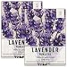 500 Seeds, Lavender "Munstead" (Lavandula angustifolia) Seeds By Seed Needs