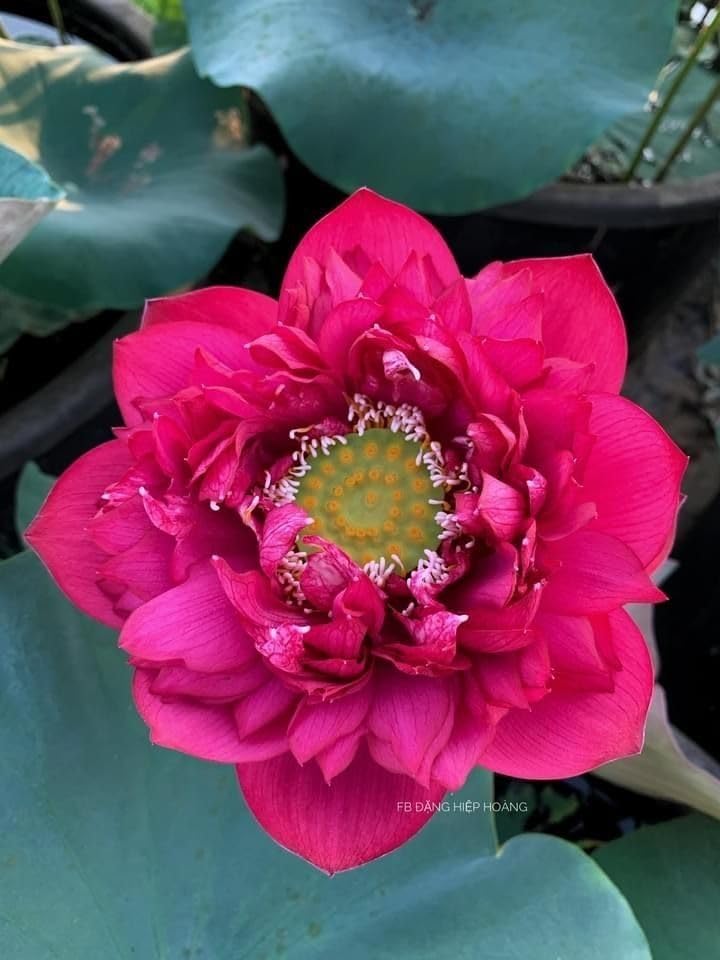 Hybrid Big Red Lotus Tuber Live Plant | Rare Large Red Lotus Flower | Pack of 1 | Healthy Aquatic Flower Plant for Pond, Water Garden & Outdoor-image-5