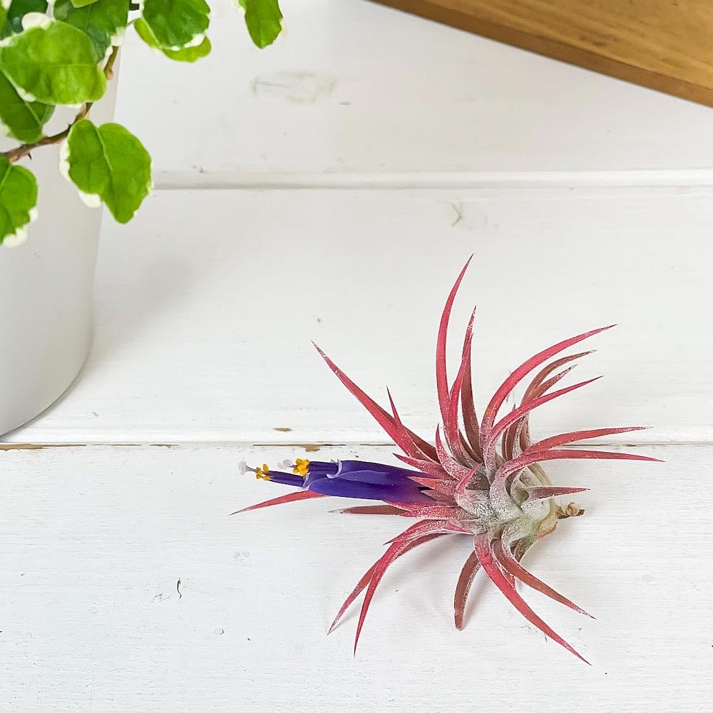 Amazon｜PLANCHU エアプランツ ティランジア イオナンタ