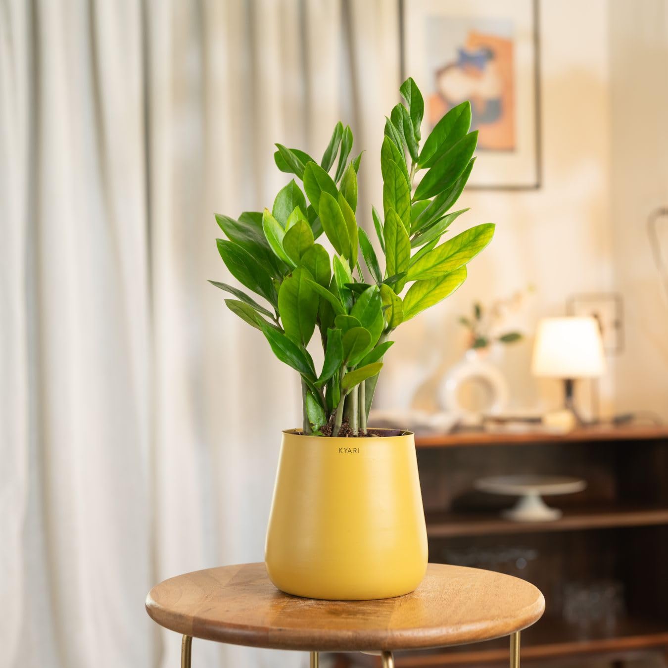 Kyari Zamia Green ZZ Plant - Air Purifying & Self Watering -17