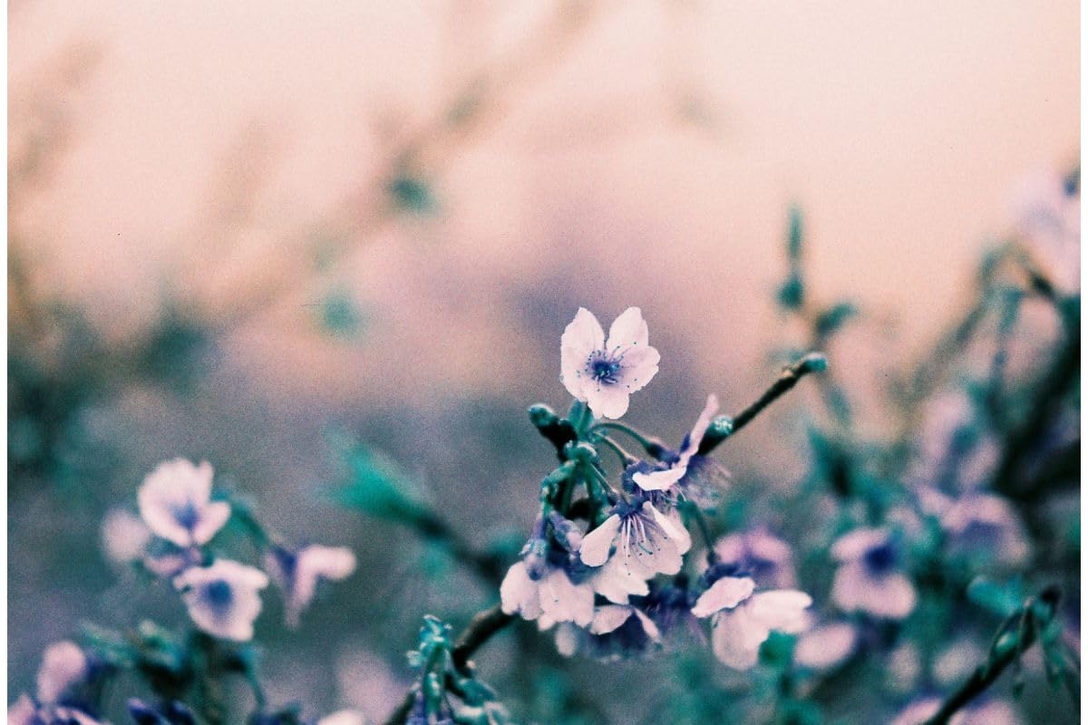 Lomography Turquoise 35Mm