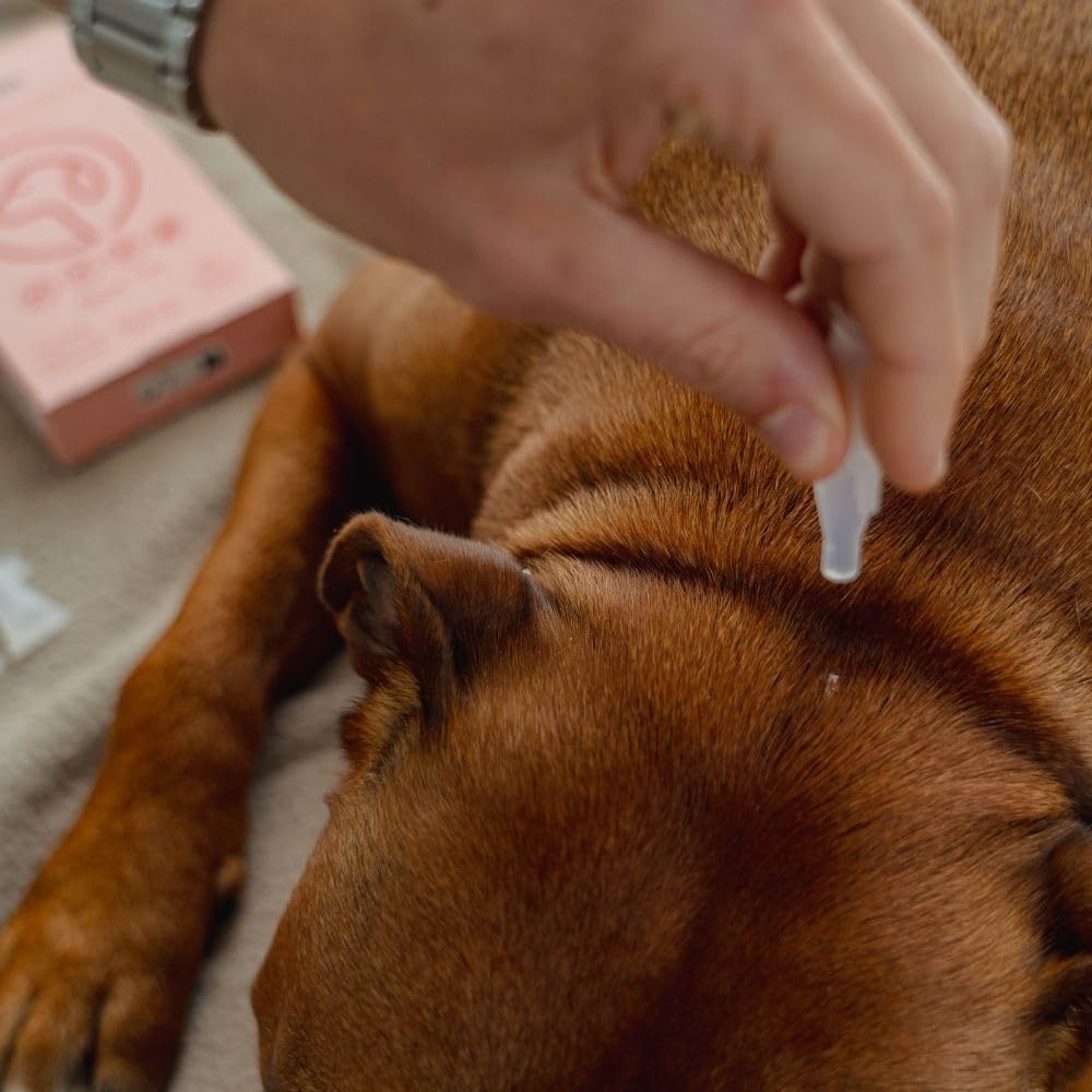 5 Pipettes Répulsives Spot-on de 1ml - pour Chiens, Chats et Petits Animaux - Anti Puces, Tiques, Moustiques - Margousier, Lavande et Citronnelle - Plus de 90% d'origine Naturelle