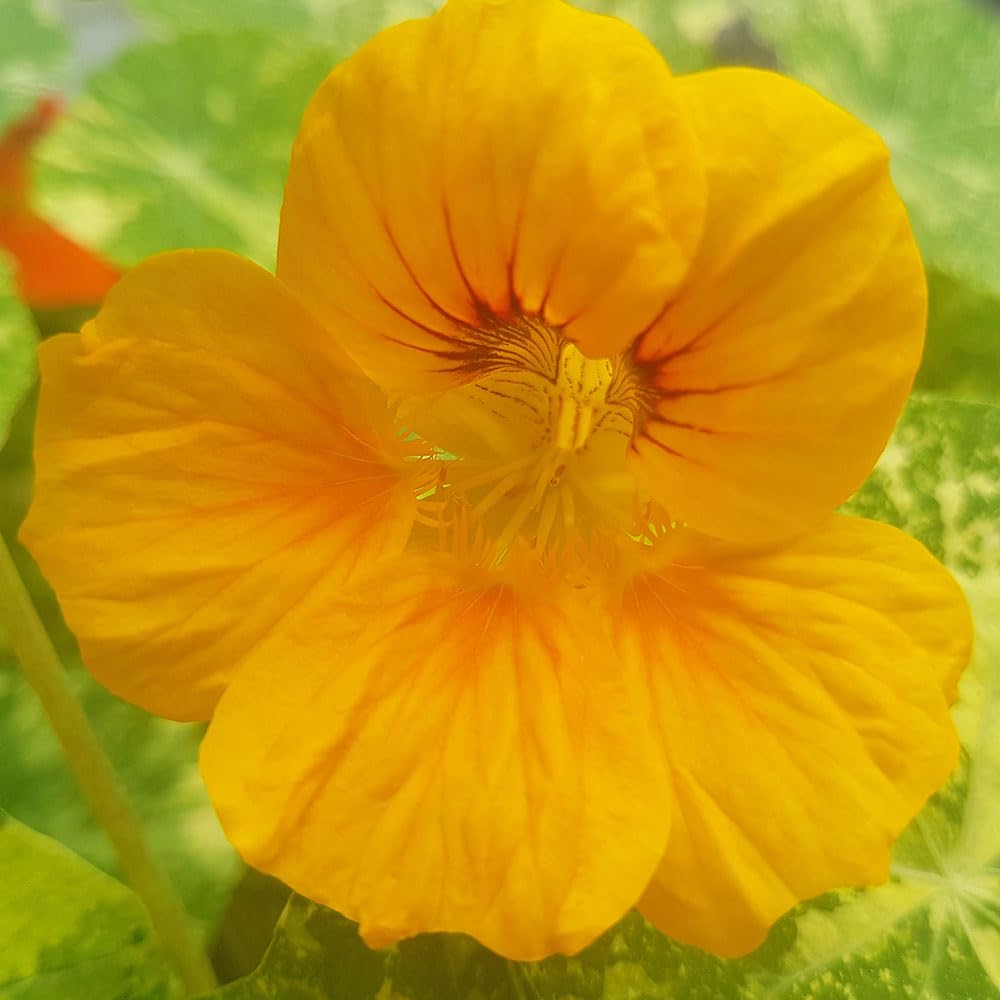 Nasturtium Golden Jewel Seeds β Easy to Grow Double Blooms, Ideal for Containers β Hardy Annual β for Your Beautiful Garden