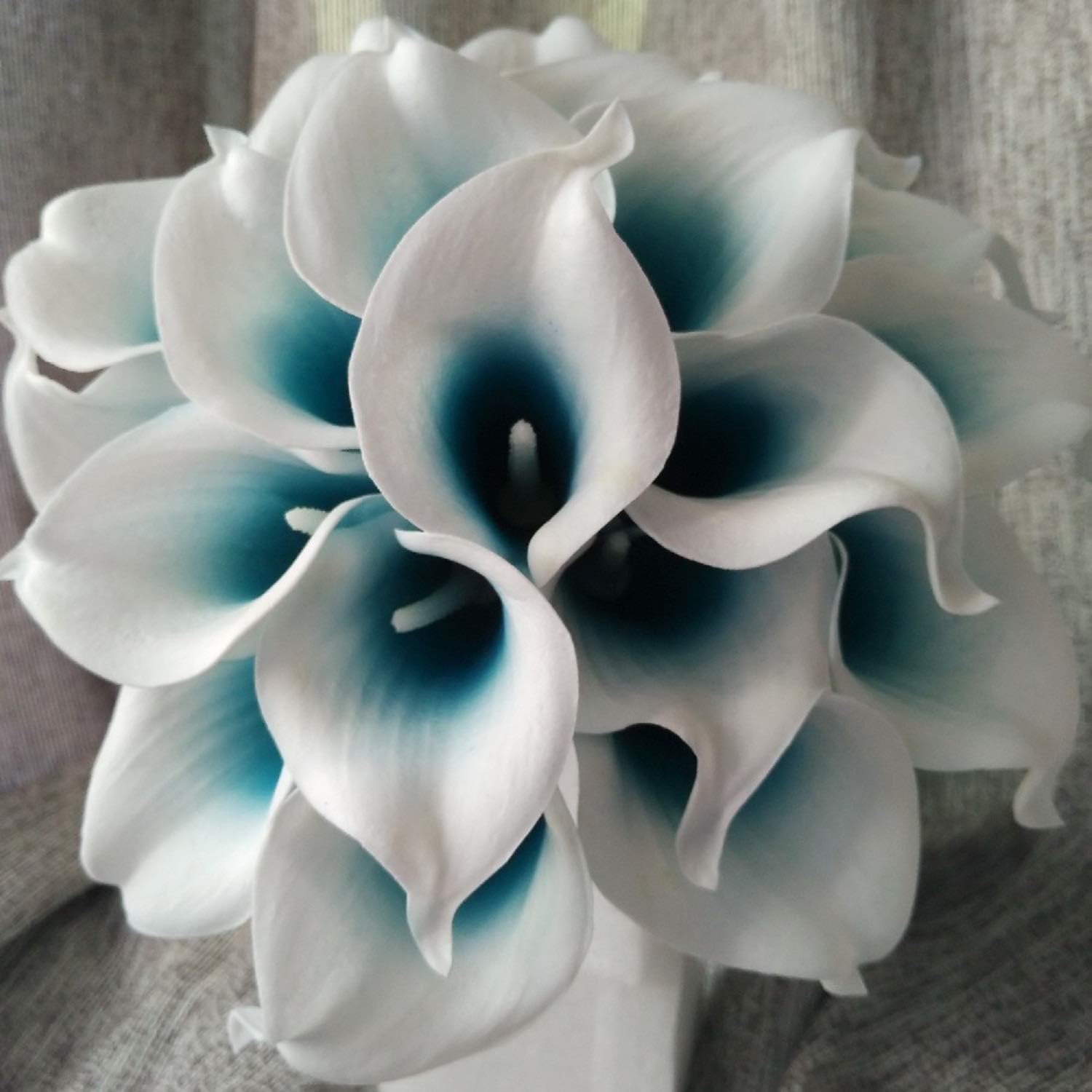 4 Bulbs: Royal Blue Calla Lily Bulbs, Calla Lily Flowers, Rare Flowers, not Calla Seeds
